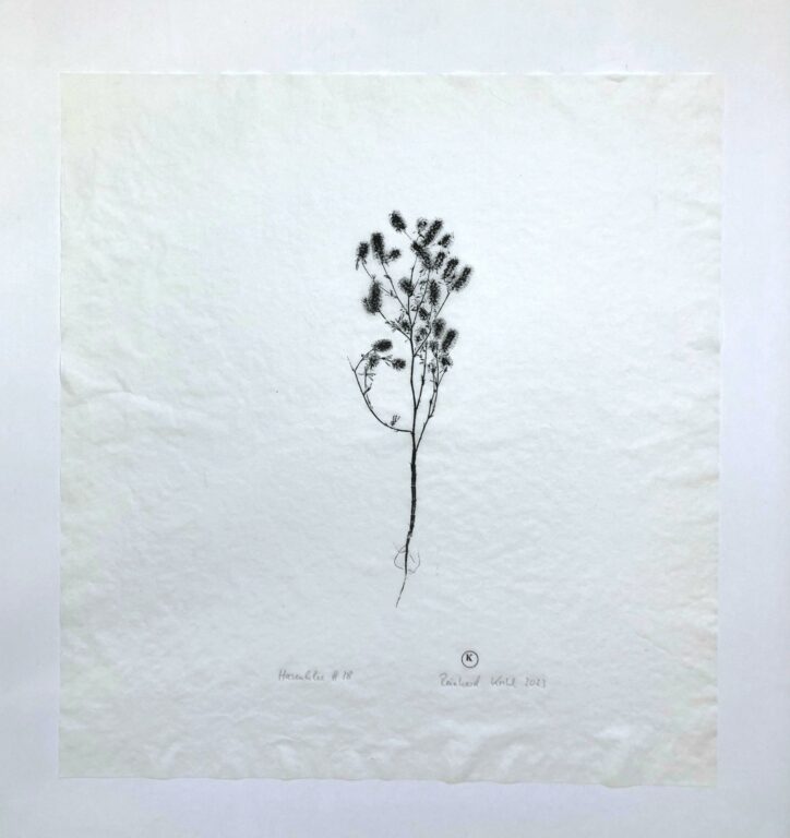 Hasenklee #18 - Reinhard Krehl 