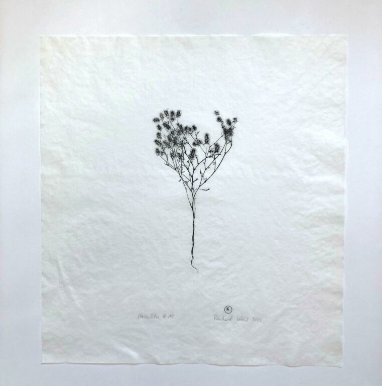 Hasenklee #15 - Reinhard Krehl 
