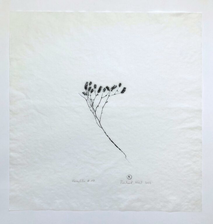 Hasenklee #17 - Reinhard Krehl 