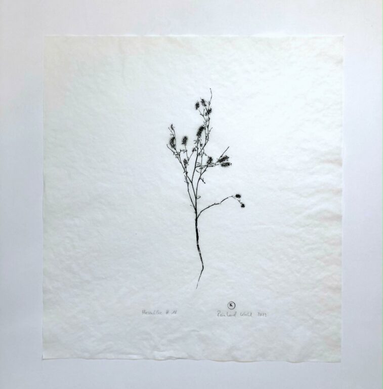 Hasenklee #16 - Reinhard Krehl 
