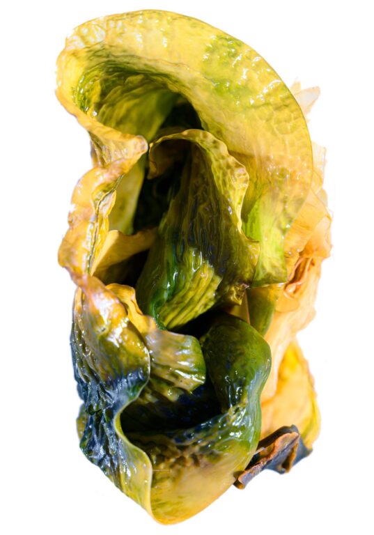aus der Serie: seaweed (the hide) (#3) - Katia Klose 