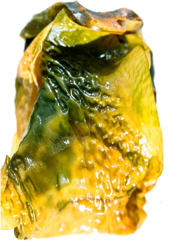 aus der Serie: seaweed (the hide) (#1) - Katia Klose 