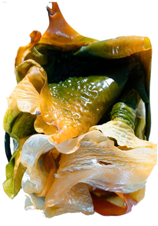 aus der Serie: seaweed (the hide) (#4) - Katia Klose 