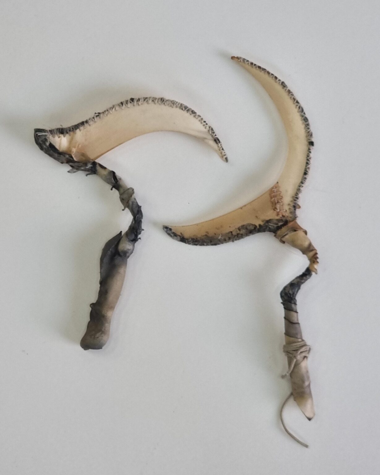 Suspiria Ritus I und II - Natalia Shumskaya 