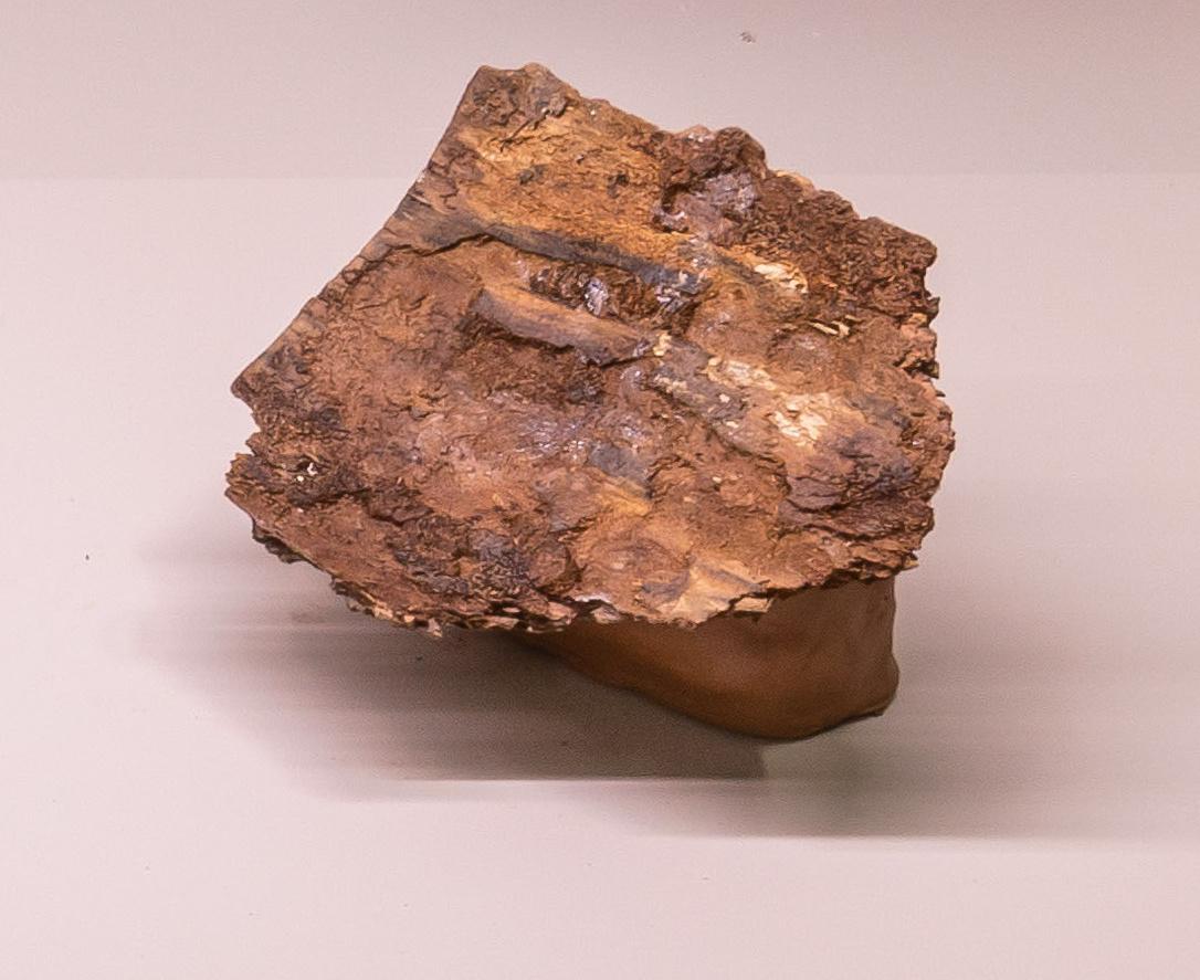 Snail-Trail 1 - Gabriela Kobus 