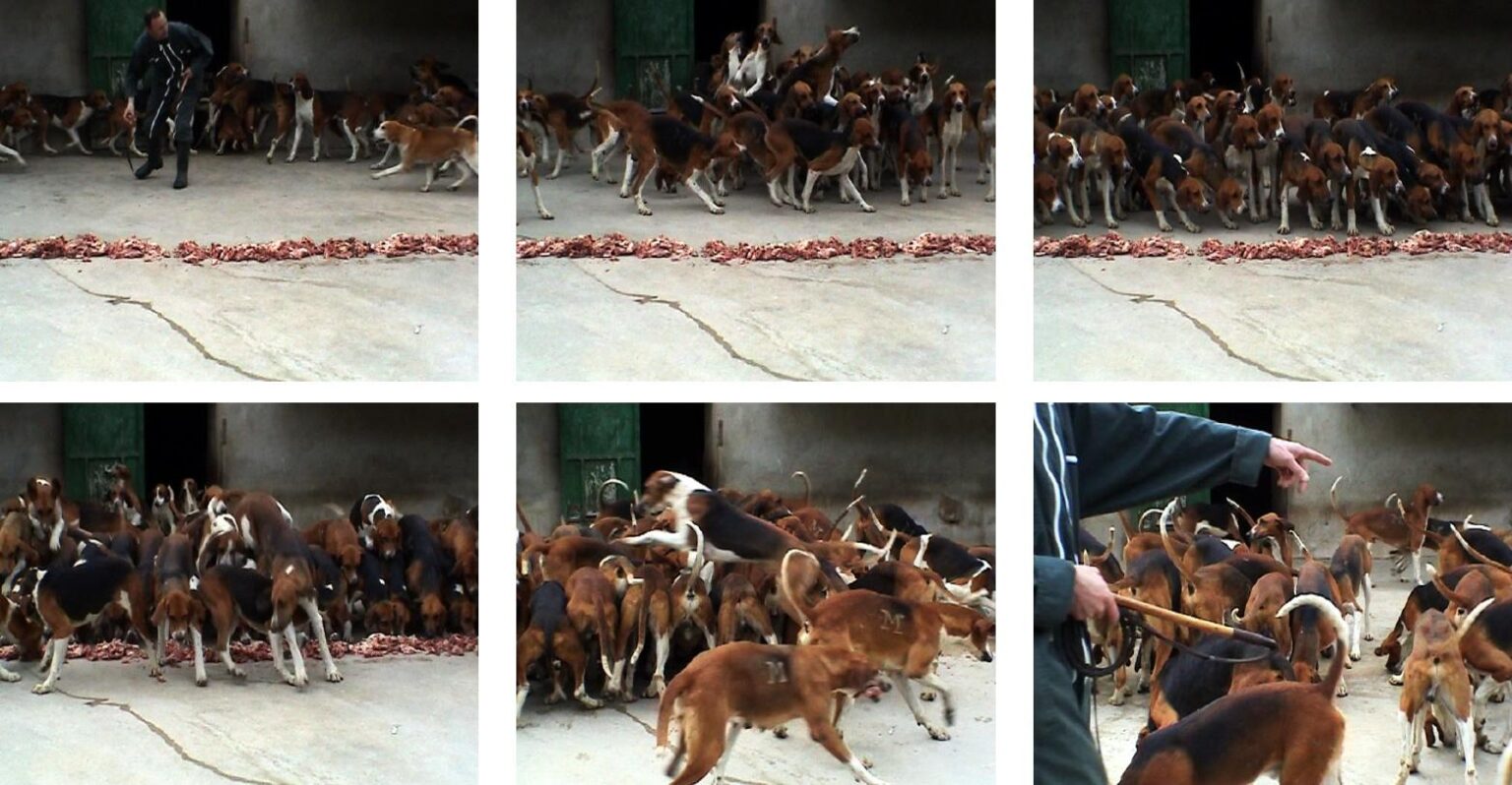 Condition M  / Little Still Series 1-8 - Clara S. Rueprich 