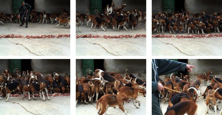 Condition M  / Little Still Series 1-8 - Clara S. Rueprich 