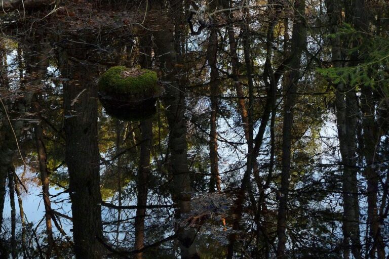 Swamp 5 - Clara S. Rueprich 