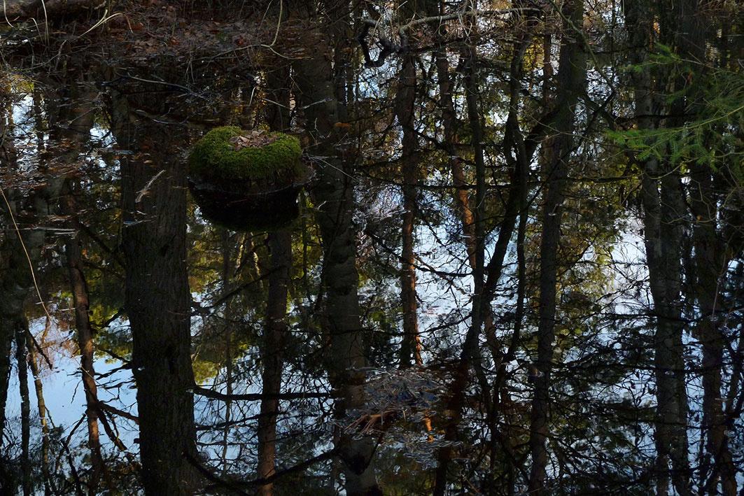 Swamp 5 - Clara S. Rueprich 