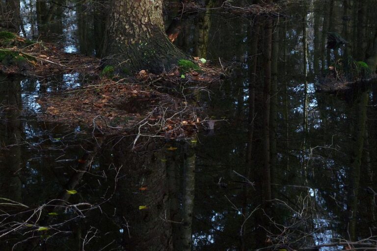 Swamp 4 - Clara S. Rueprich 