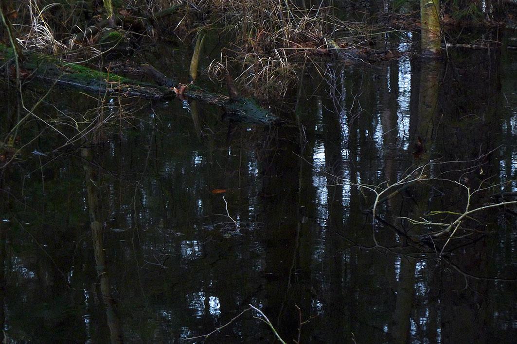 Swamp 2 - Clara S. Rueprich 