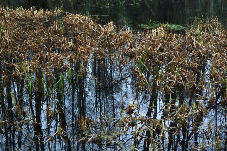 Swamp 1 - Clara S. Rueprich 