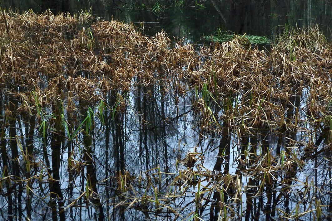 Swamp 1 - Clara S. Rueprich 