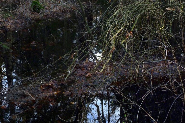 Swamp 3 - Clara S. Rueprich 