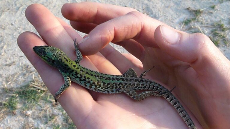 SUSAK Trilogy. TRYING, HDV 16:9  / sound: stereo - Clara S. Rueprich 