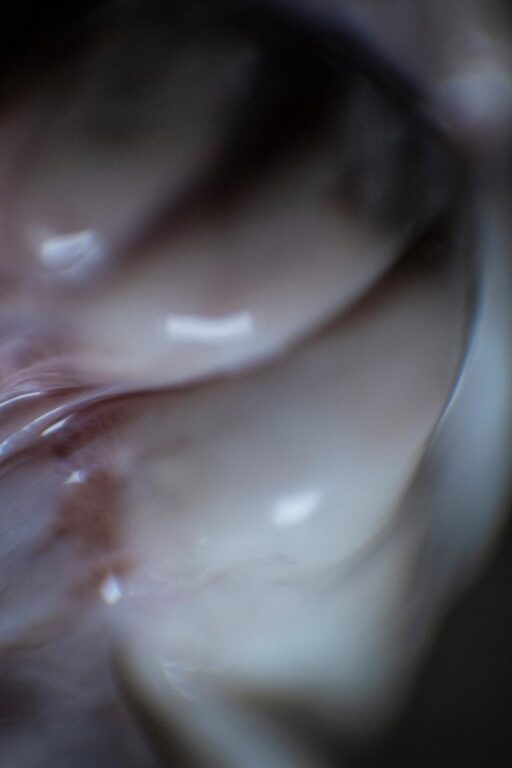 from the series: ephemeral - Katia Klose 