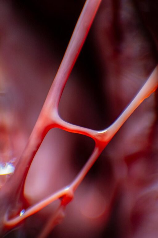 from the series: frozen blood - Katia Klose 