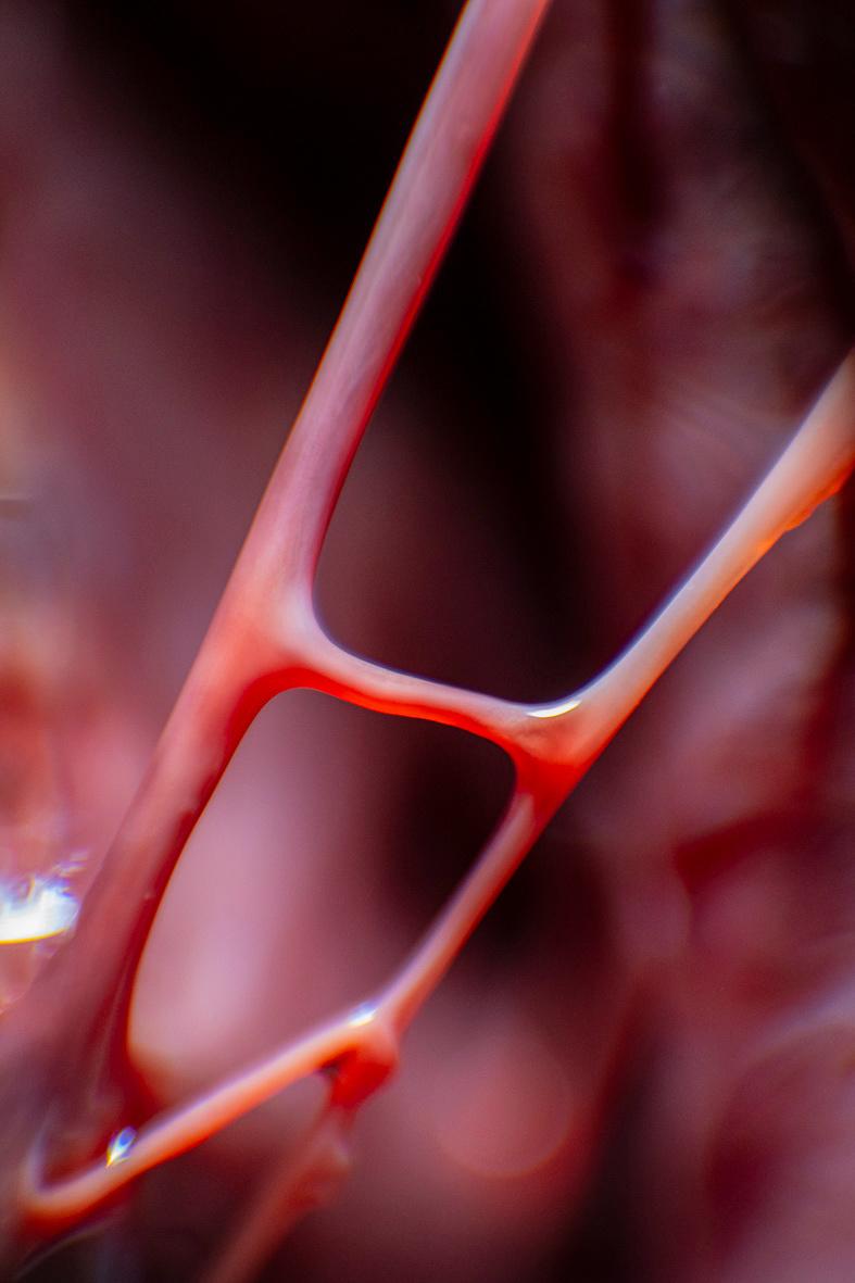 from the series: frozen blood - Katia Klose 