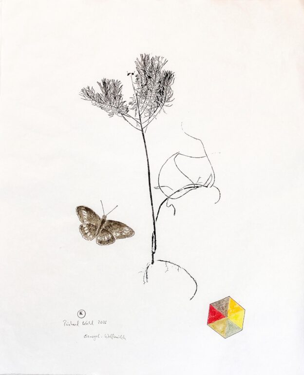 Eisvogel_Wolfsmilch - Reinhard Krehl 