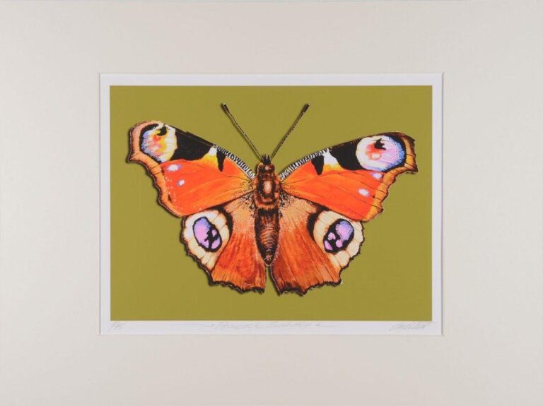Peacock Butterfly - Thomas Gatzemeier 