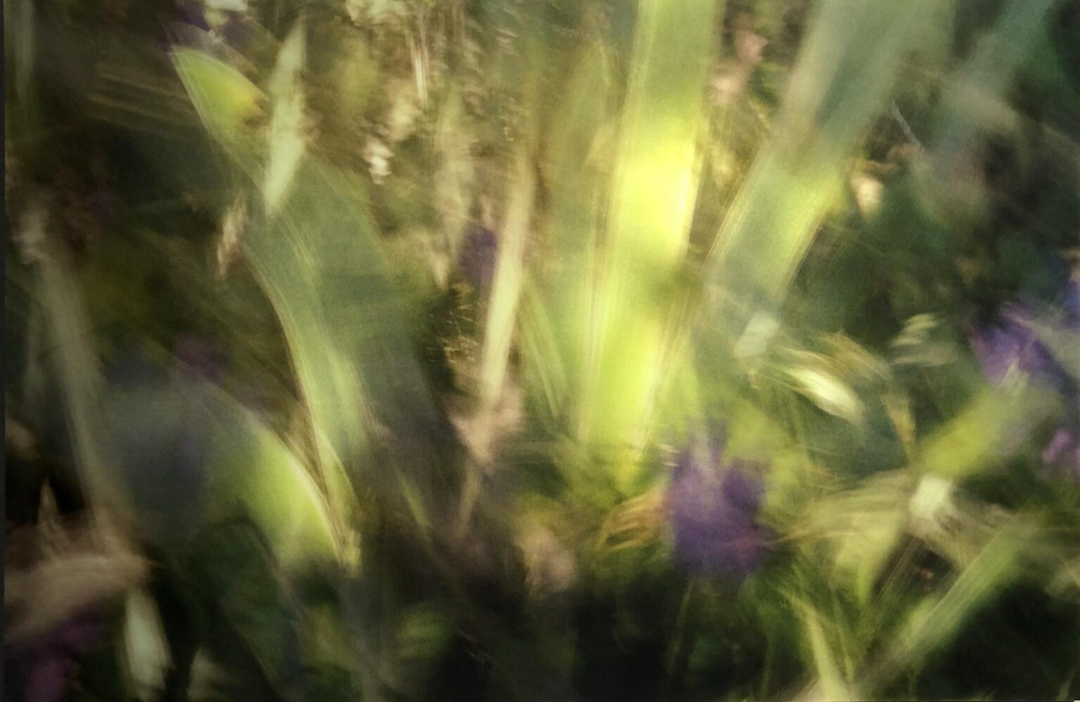 Lilien - Jürgen Wassmuth 