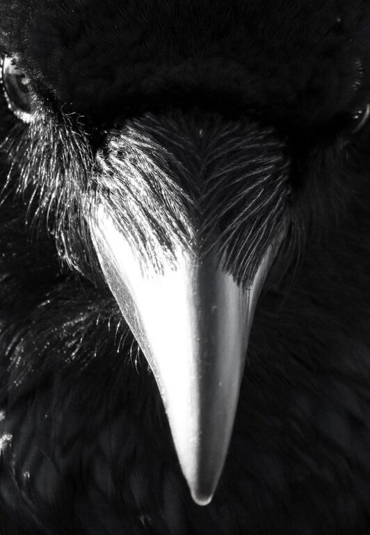 Ein Rabe in Schwerin 2663 - Jutta Schwöbel 