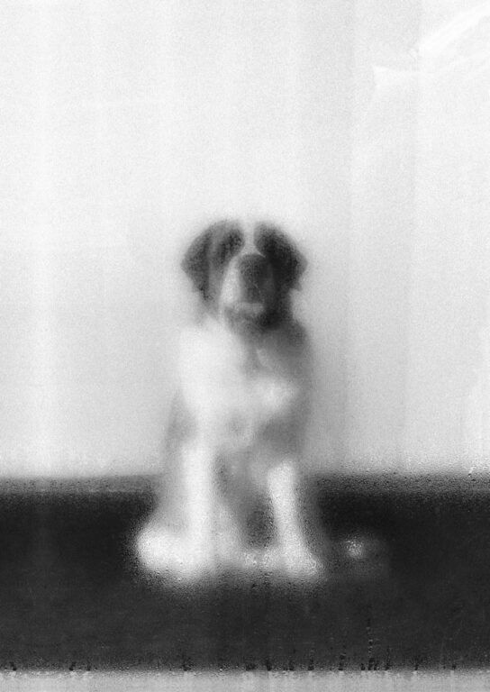 Bildstille (Hund) - Jutta Schwöbel 