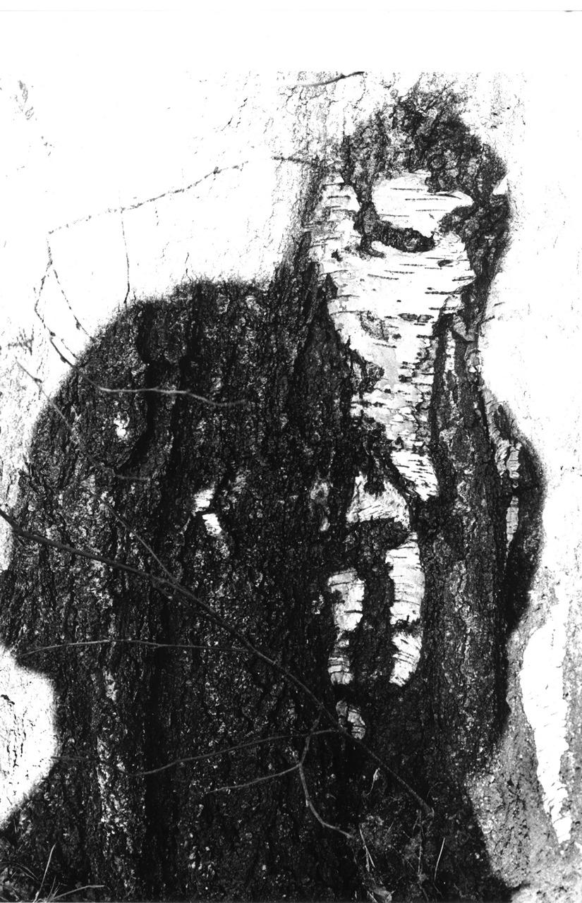 Wei&szlig;e Schatten (Dryaden) - Jutta Schw&ouml;bel 