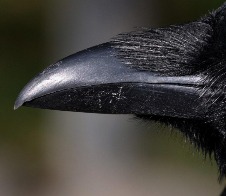 Ein Rabe in Schwerin - Jutta Schwöbel 