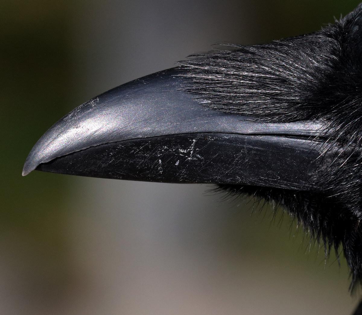 Ein Rabe in Schwerin - Jutta Schw&ouml;bel 