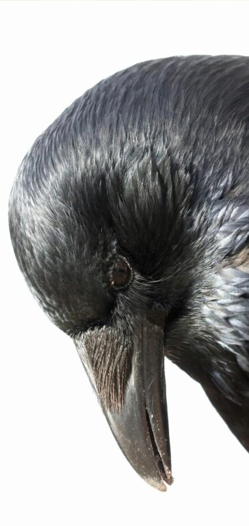 Ein Rabe in Schwerin - Jutta Schwöbel 