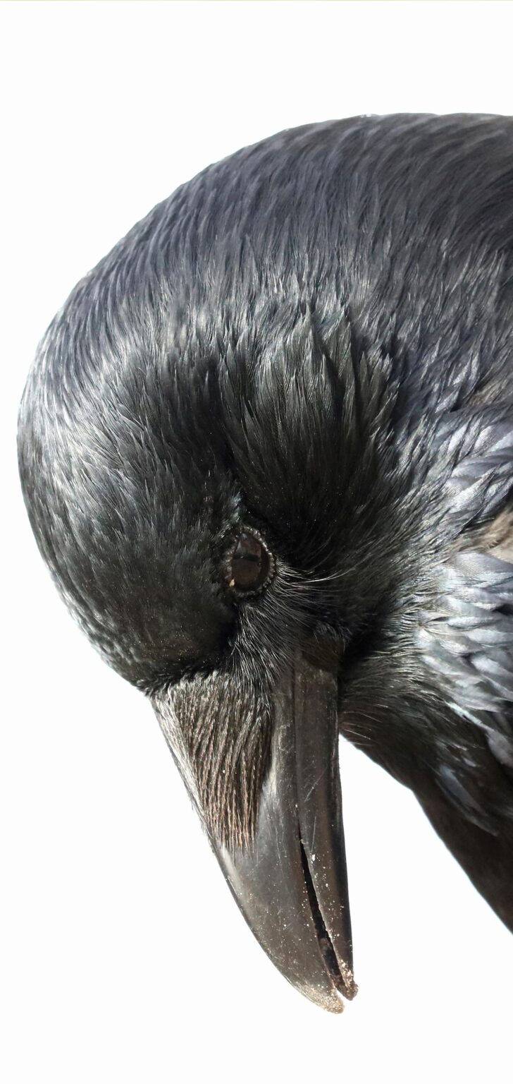 Ein Rabe in Schwerin - Jutta Schw&ouml;bel 