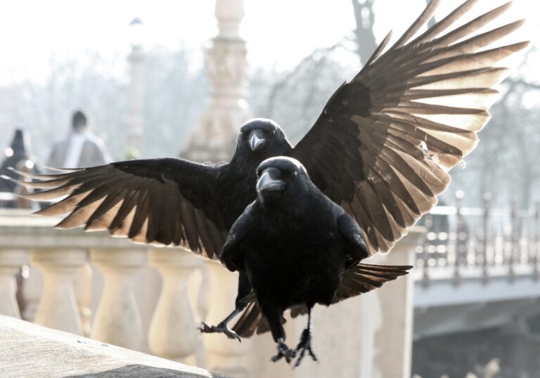 Ein Rabe in Schwerin - Jutta Schwöbel 