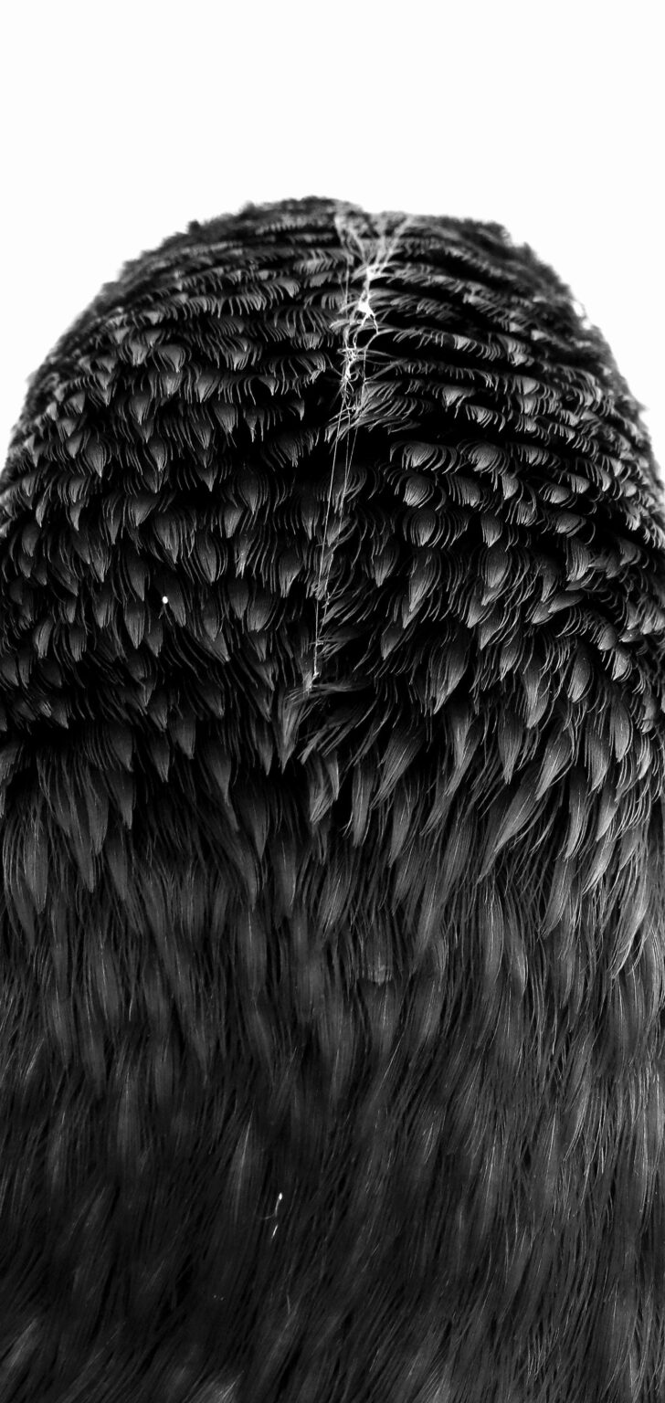 Ein Rabe in Schwerin - Jutta Schw&ouml;bel 