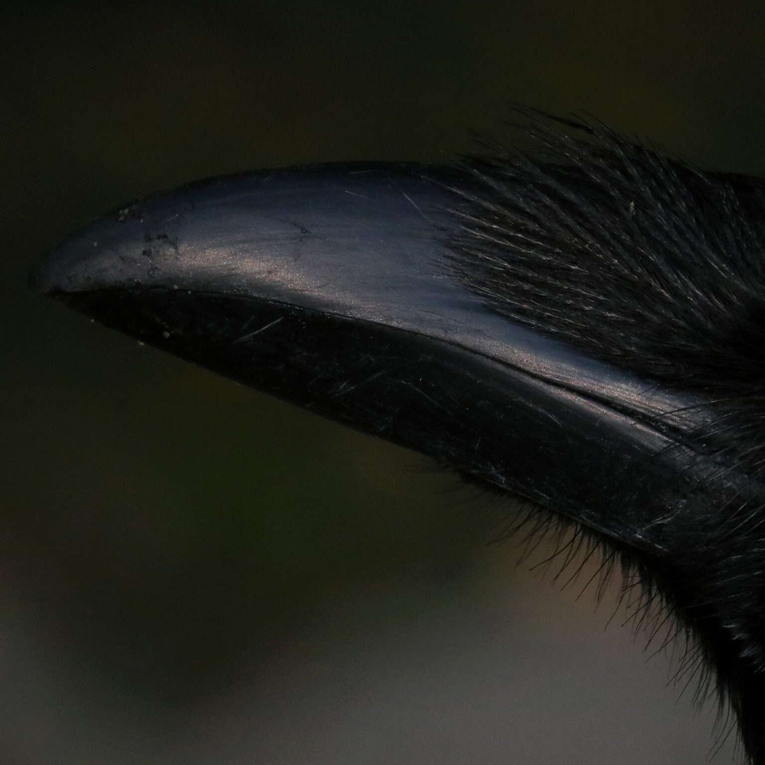 Ein Rabe in Schwerin - Jutta Schw&ouml;bel 