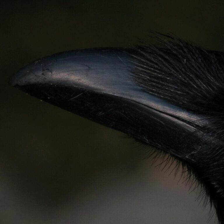 Ein Rabe in Schwerin - Jutta Schwöbel 