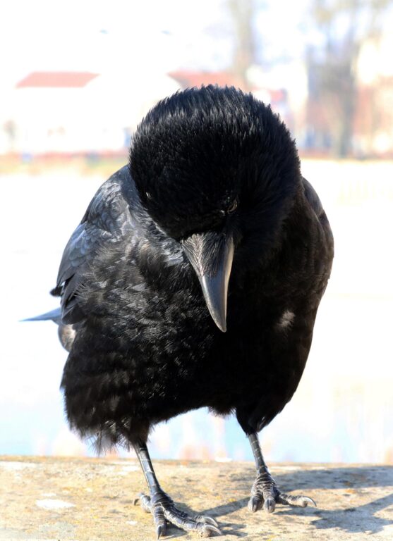 Ein Rabe in Schwerin - Jutta Schwöbel 