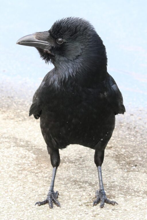 Ein Rabe in Schwerin - Jutta Schwöbel 