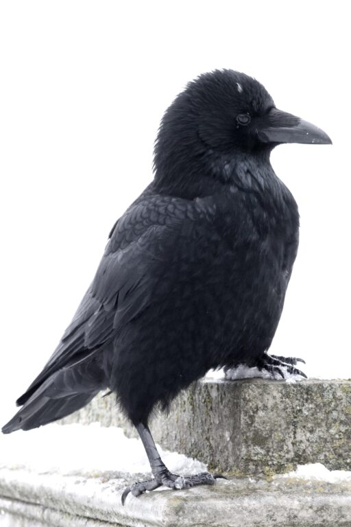 Ein Rabe in Schwerin - Jutta Schwöbel 