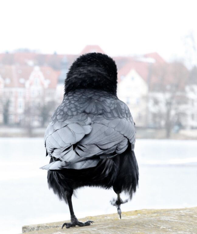 Ein Rabe in Schwerin - Jutta Schwöbel 