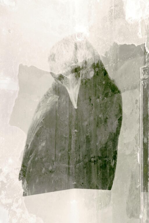 Ein Rabe in Schwerin - Jutta Schwöbel 