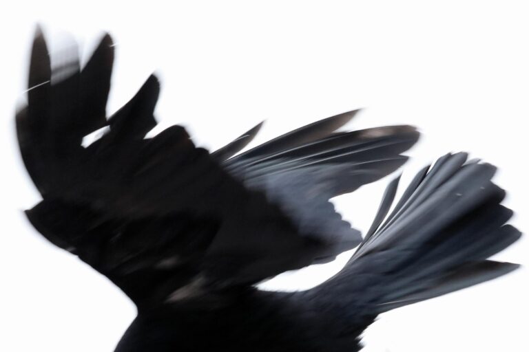 Ein Rabe in Schwerin - Jutta Schwöbel 