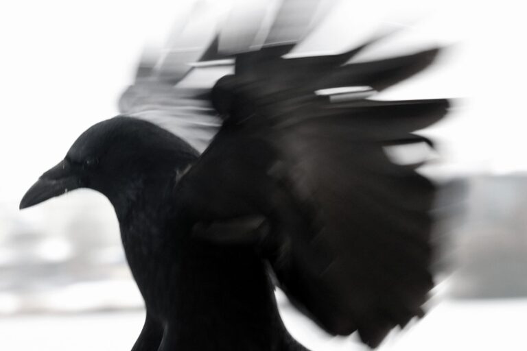 Ein Rabe in Schwerin - Jutta Schwöbel 