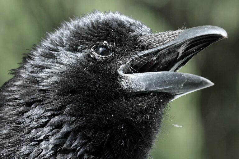 Ein Rabe in Schwerin - Jutta Schwöbel 