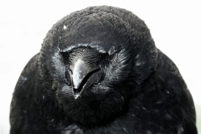 Ein Rabe in Schwerin - Jutta Schwöbel 