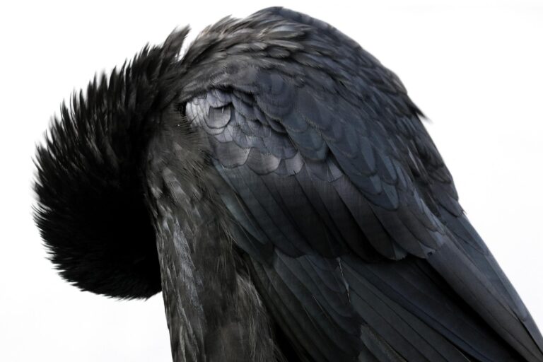 Ein Rabe in Schwerin - Jutta Schwöbel 