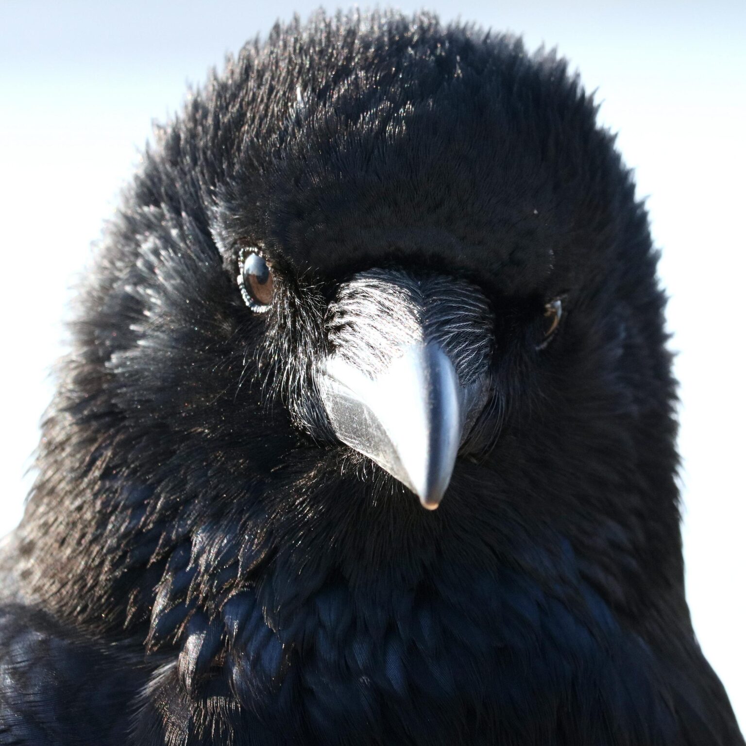 Ein Rabe in Schwerin - Jutta Schw&ouml;bel 