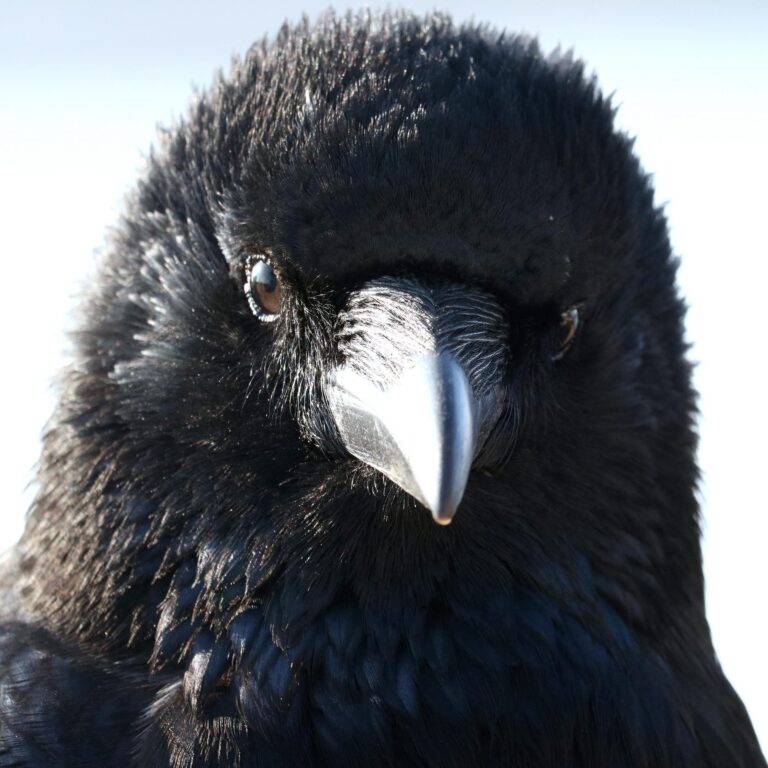 Ein Rabe in Schwerin - Jutta Schwöbel 