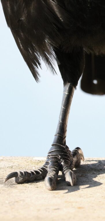 Ein Rabe in Schwerin - Jutta Schwöbel 