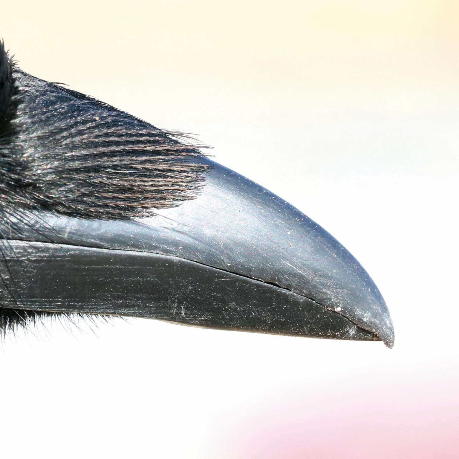 Ein Rabe in Schwerin - Jutta Schw&ouml;bel 